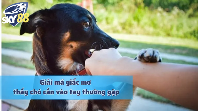 Mơ Chó Cắn Vào Tay Và Bật Mí Những Con Số Tài Lộc Ẩn Giấu Giải mã giấc mơ thấy chó cắn vào tay chi tiết và chuẩn chỉ