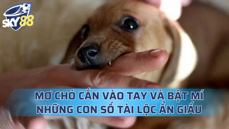 Mơ Chó Cắn Vào Tay Và Bật Mí Những Con Số Tài Lộc Ẩn Giấu Mơ Chó Cắn Vào Tay