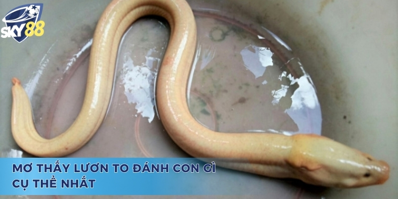 Mơ Thấy Lươn To Đánh Con Gì Và Ý Nghĩa Chiêm Bao Giấc Mộng Mơ thấy lươn to đánh con gì? - Dự đoán con số tài lộc
