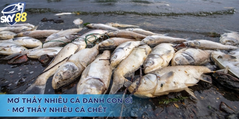Giải Đáp Mơ Thấy Nhiều Cá Đánh Con Gì Chi Tiết Nhất Mơ thấy nhiều cá đánh con gì? - Lời cảnh báo về chiêm bao cá chết