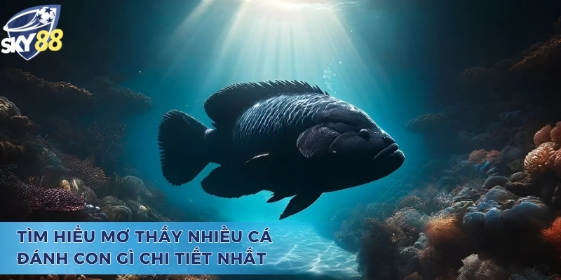 Giải Đáp Mơ Thấy Nhiều Cá Đánh Con Gì Chi Tiết Nhất Mơ thấy nhiều cá đánh con gì và cơ hội một bước lên mây