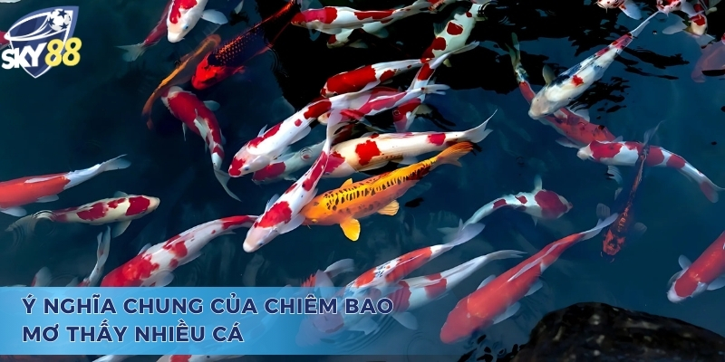 Giải Đáp Mơ Thấy Nhiều Cá Đánh Con Gì Chi Tiết Nhất Ý nghĩa và câu hỏi mơ thấy nhiều cá đánh con gì